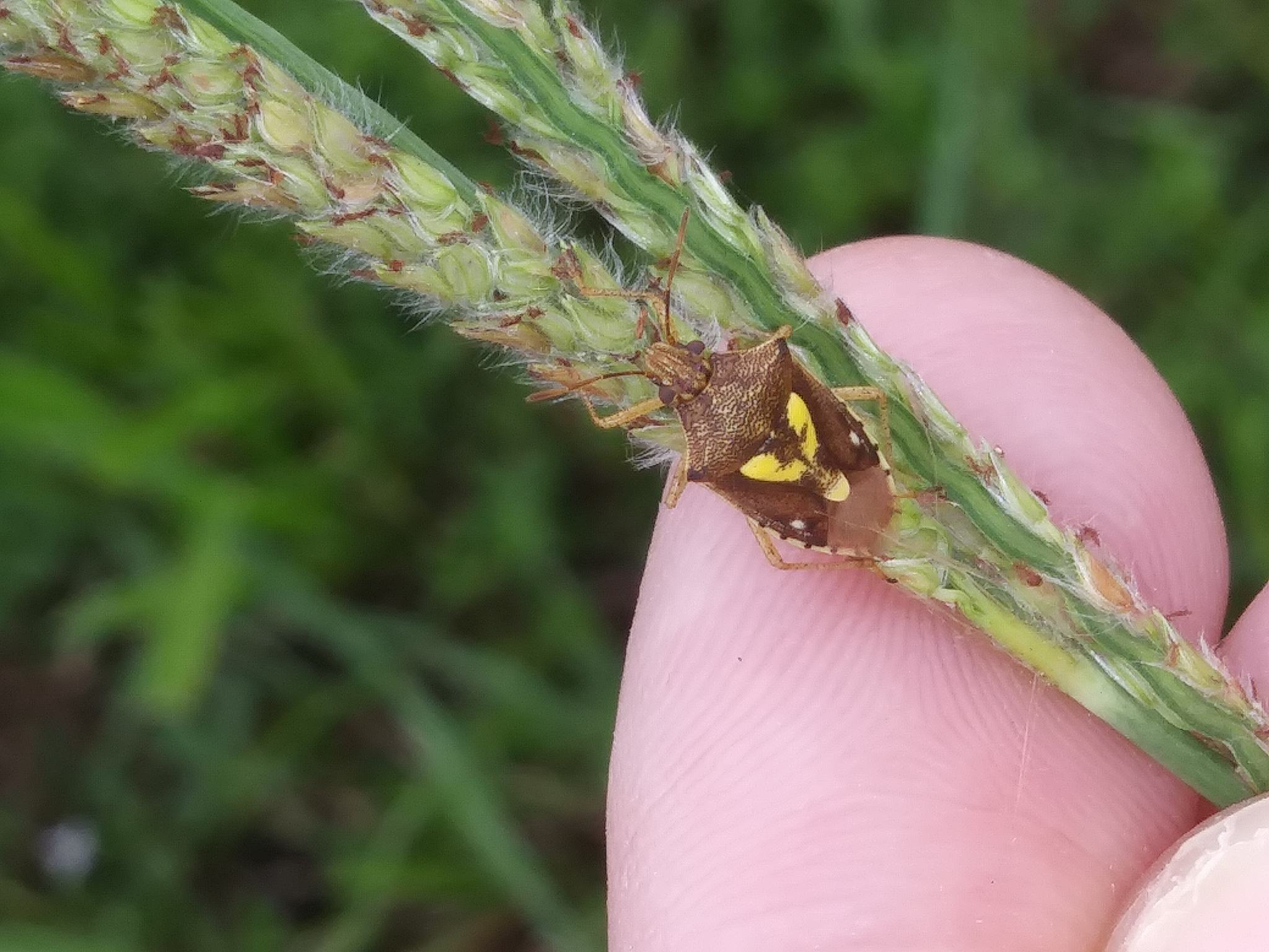 Oebalus insularis