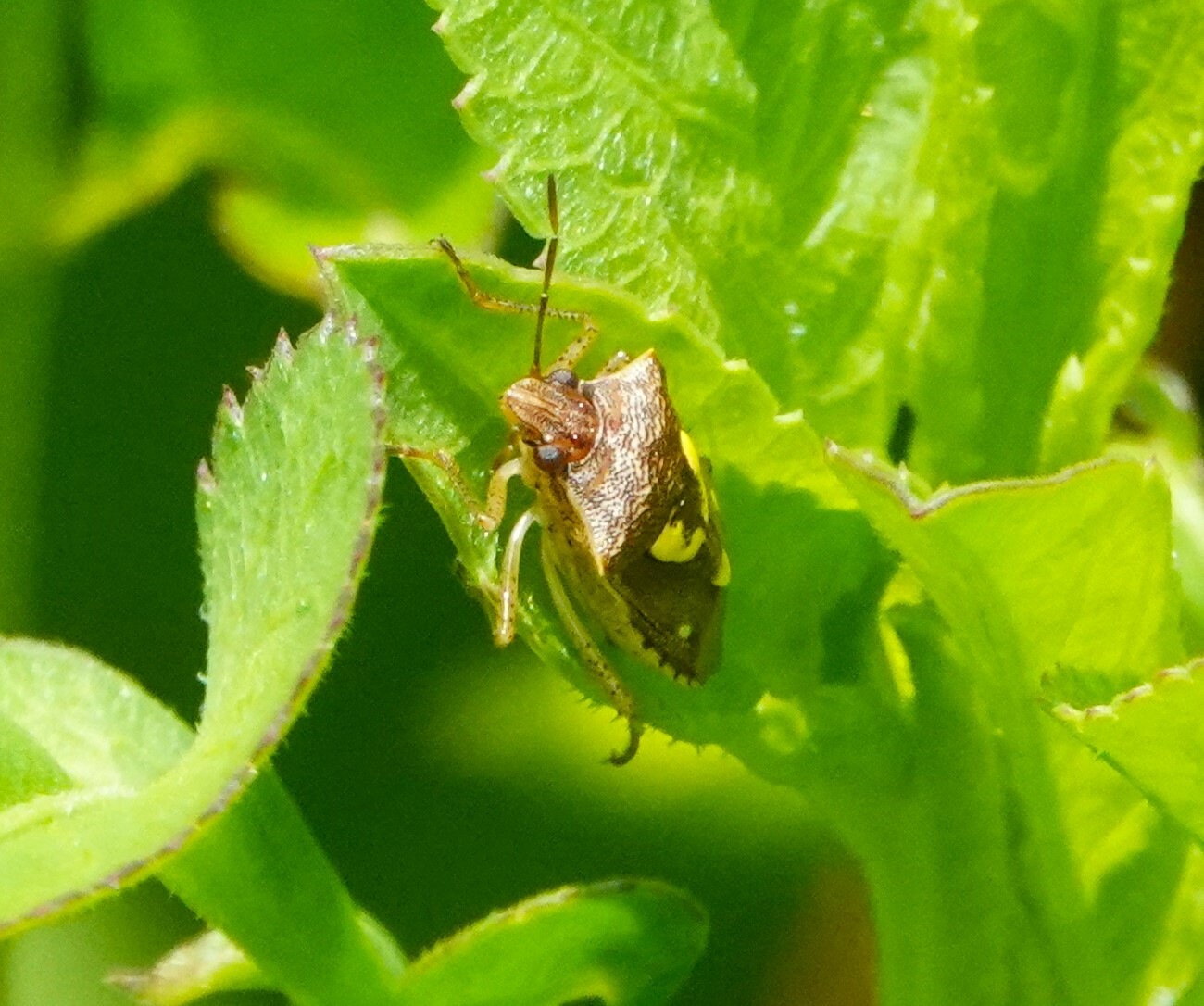 Oebalus insularis