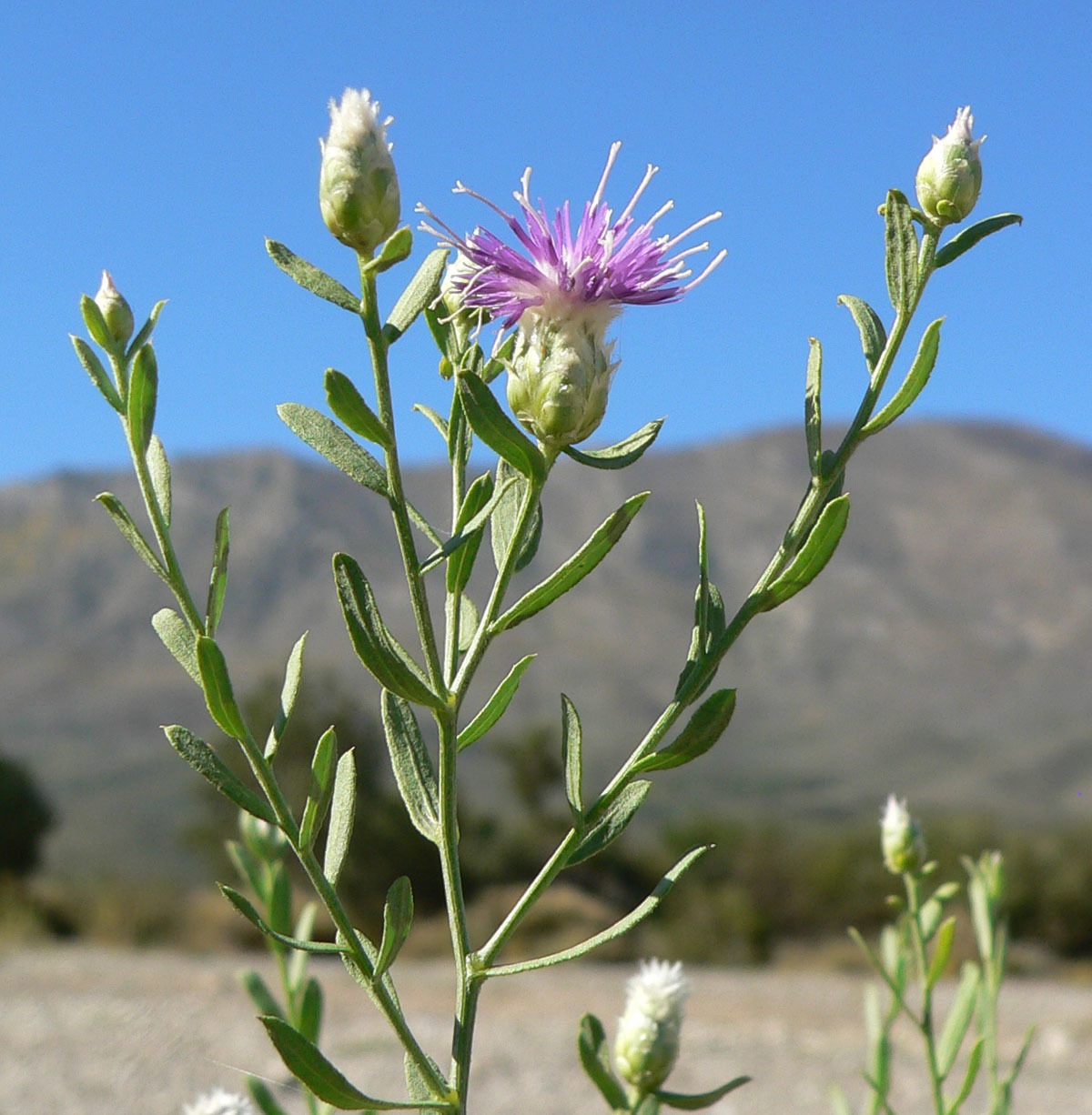 Leuzea repens
