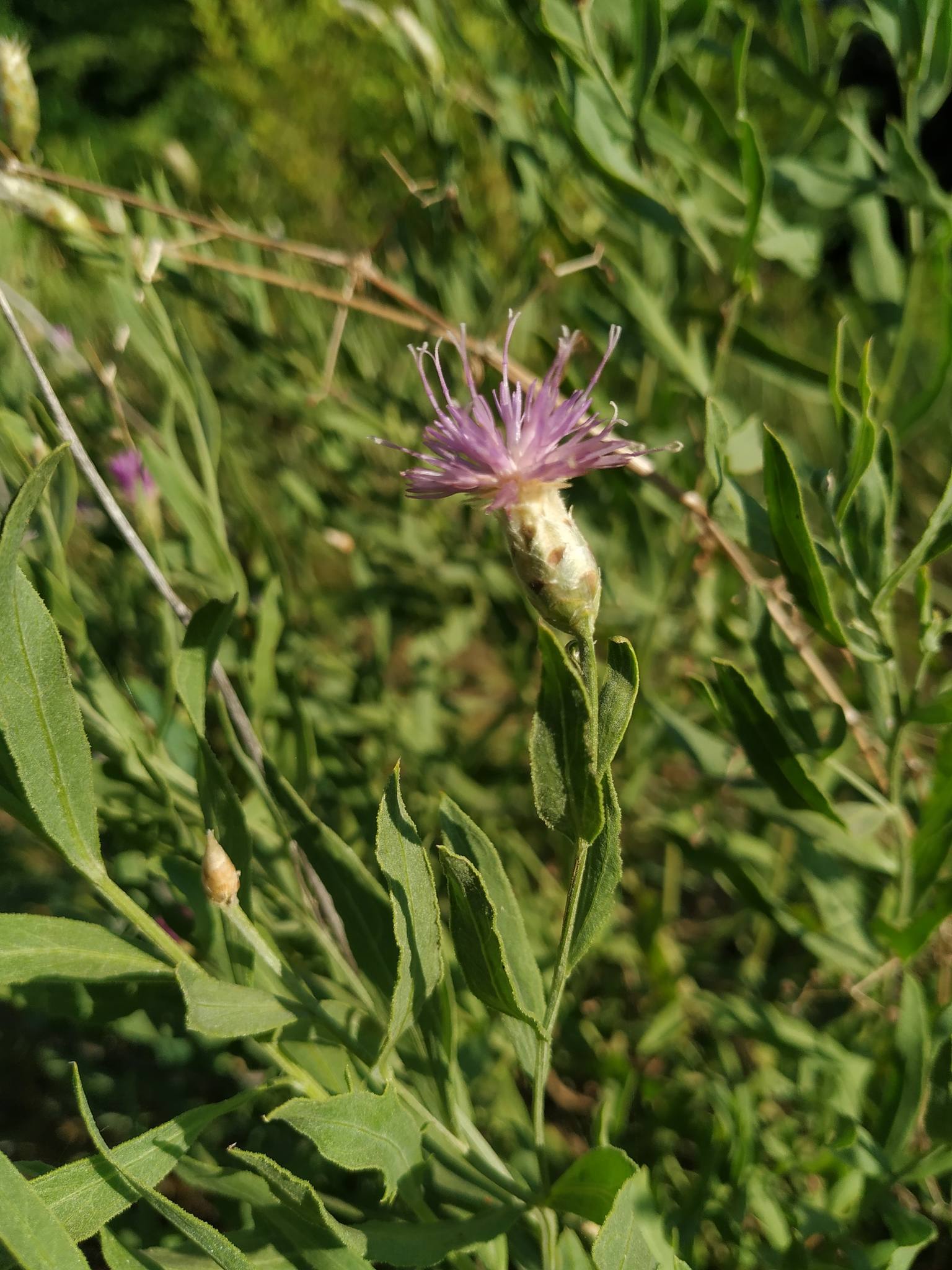 Leuzea repens