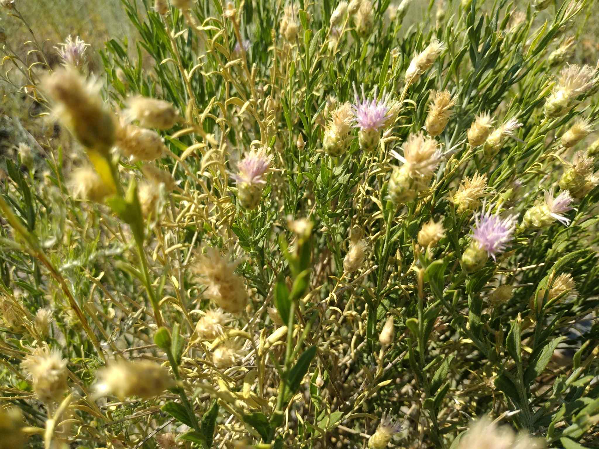 Leuzea repens