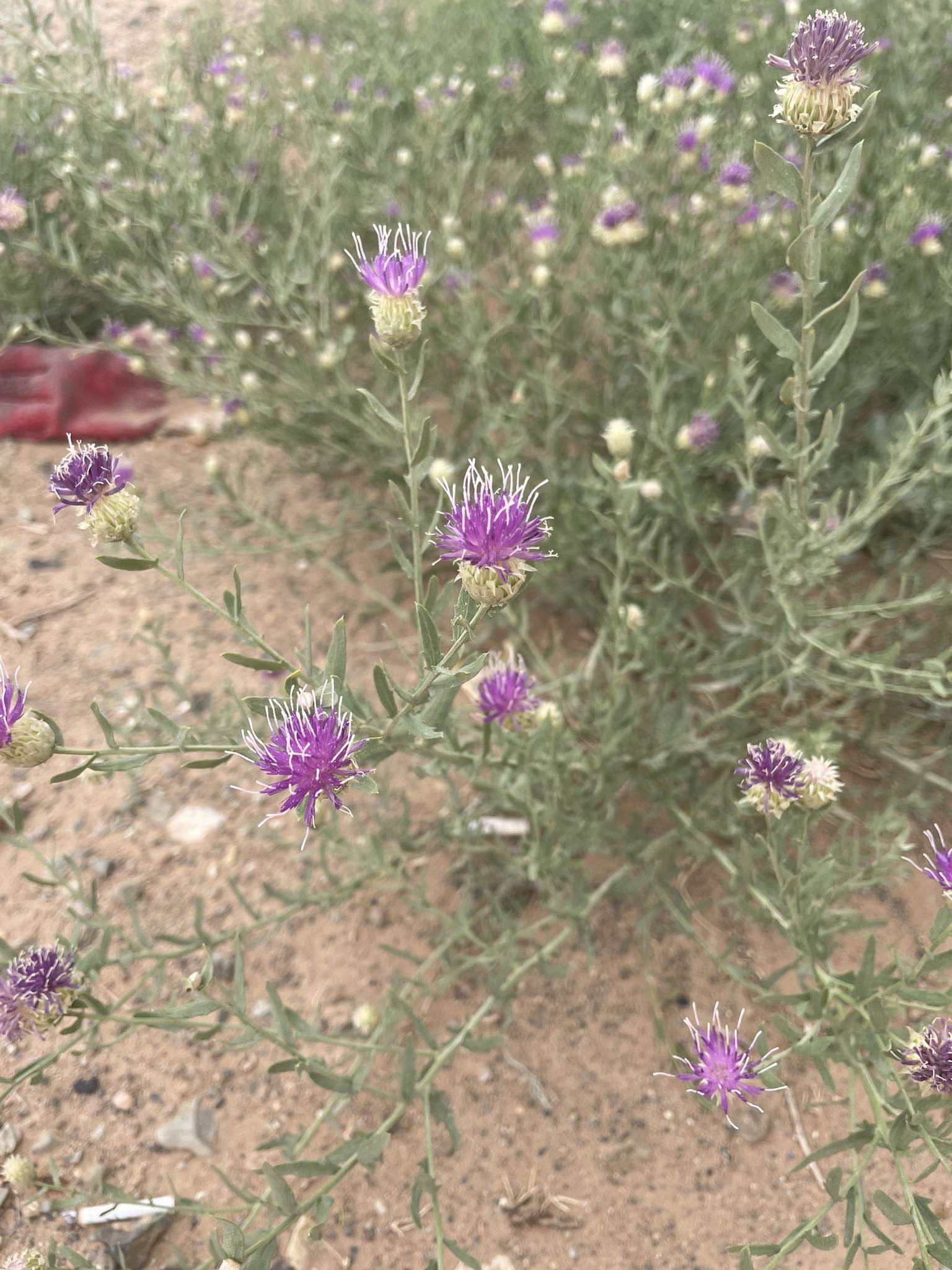 Leuzea repens
