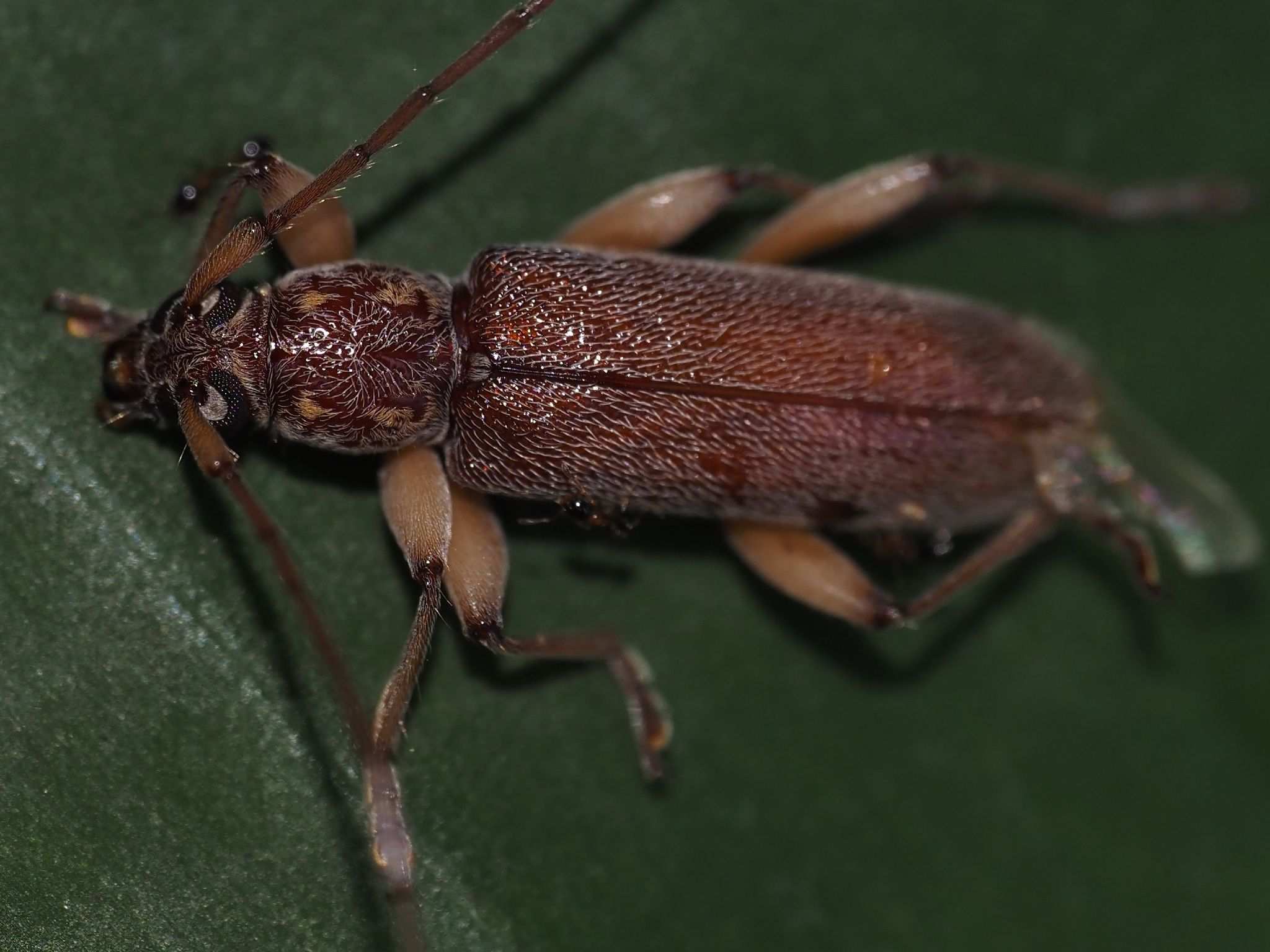 Ceresium unicolor