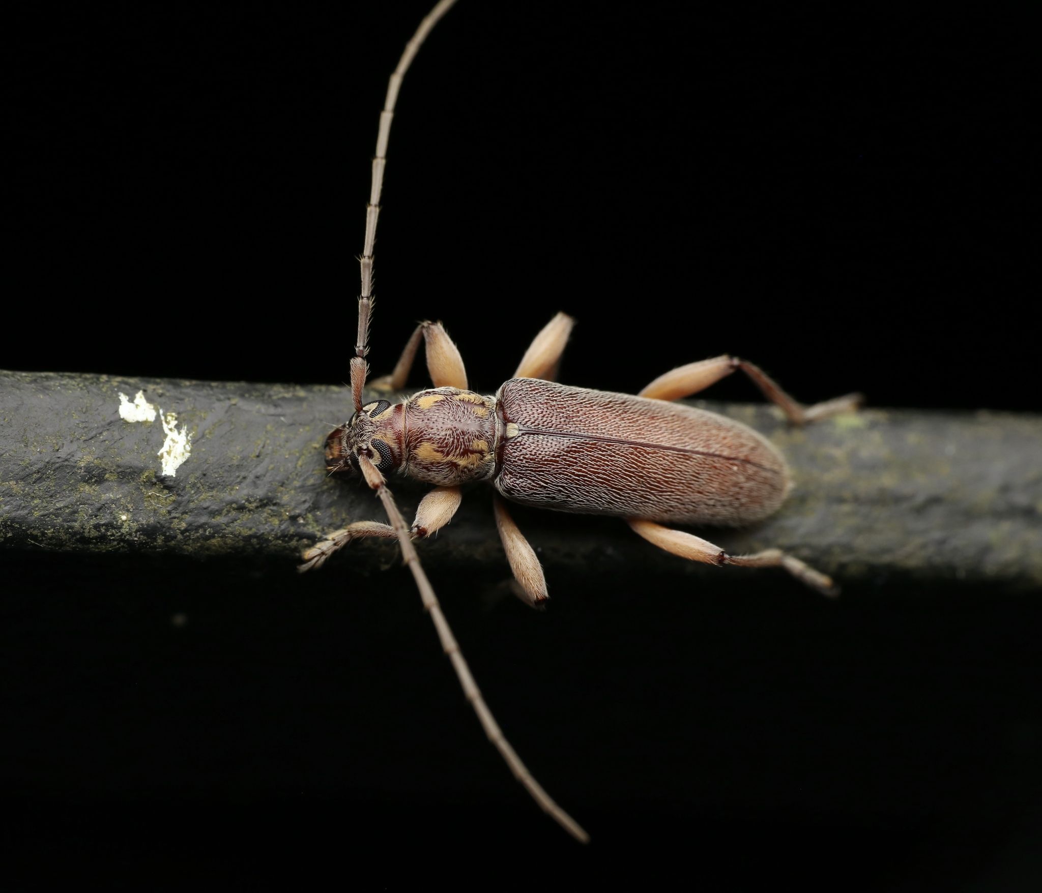 Ceresium unicolor