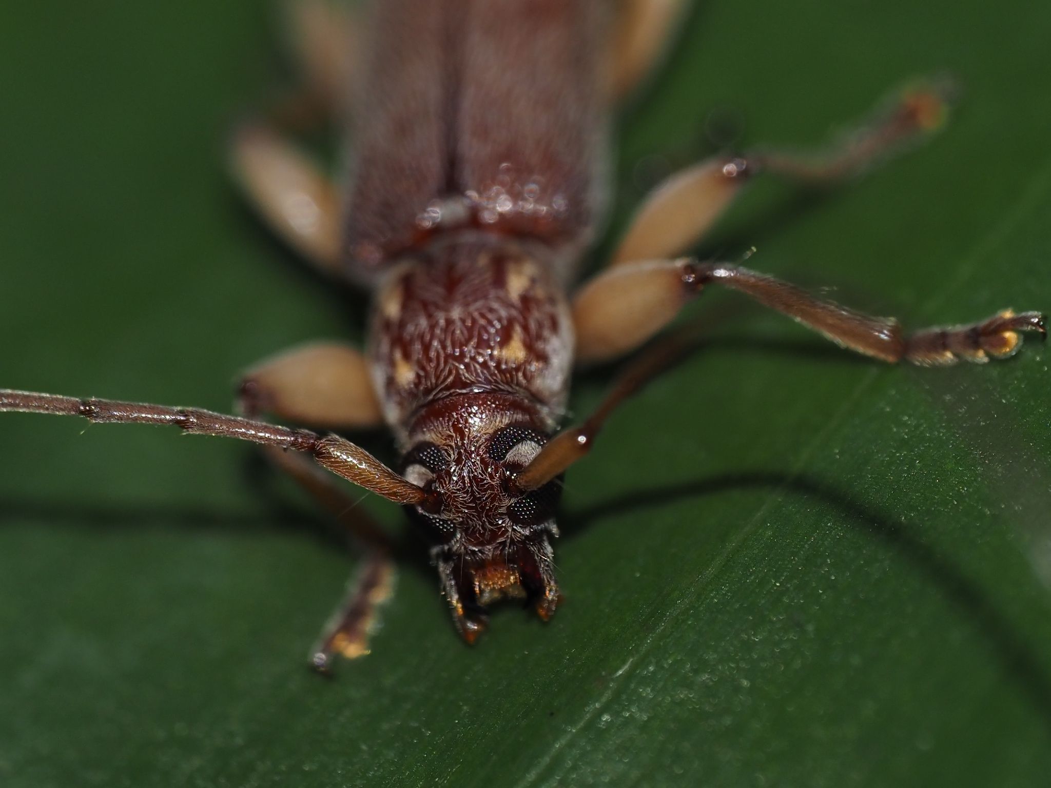 Ceresium unicolor