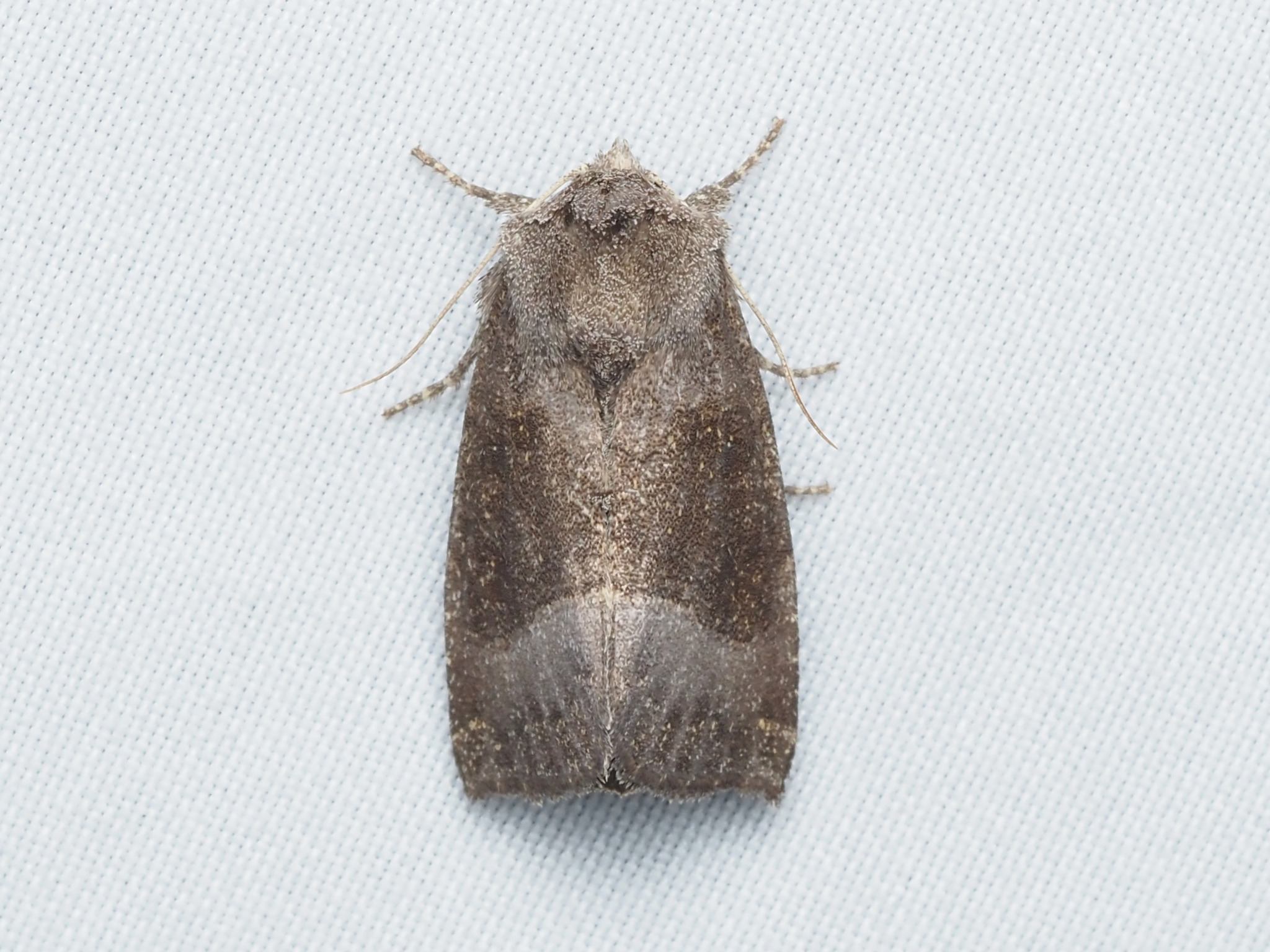 Papaipema nebris