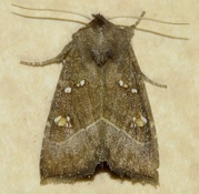 Papaipema nebris