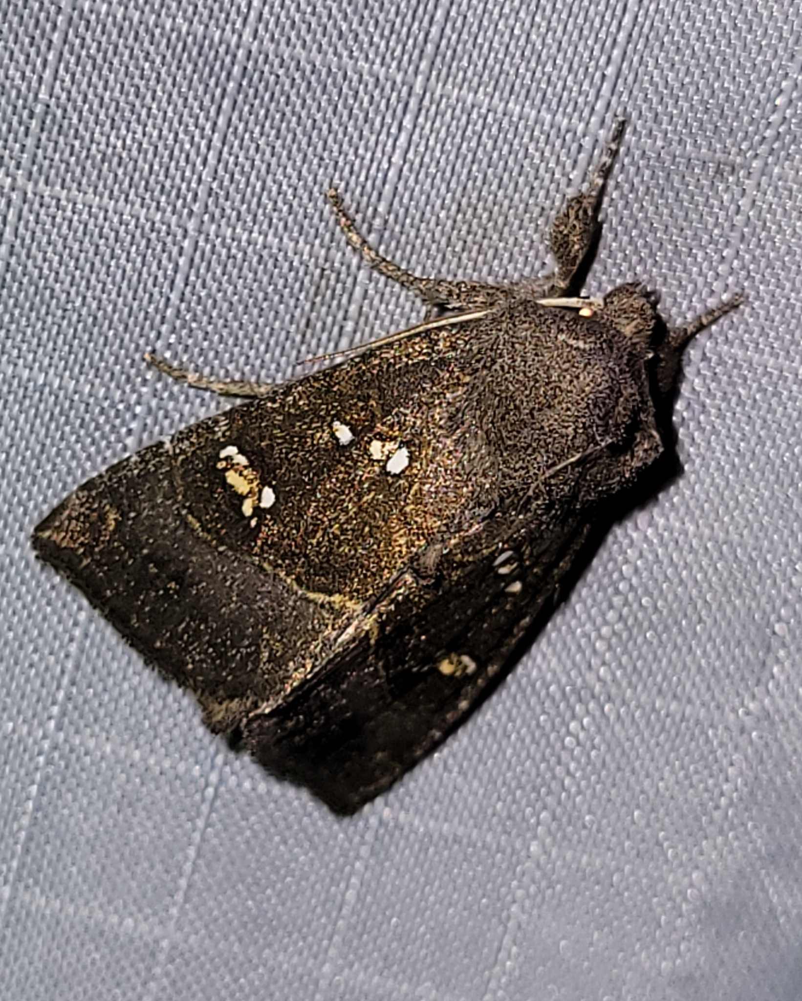 Papaipema nebris