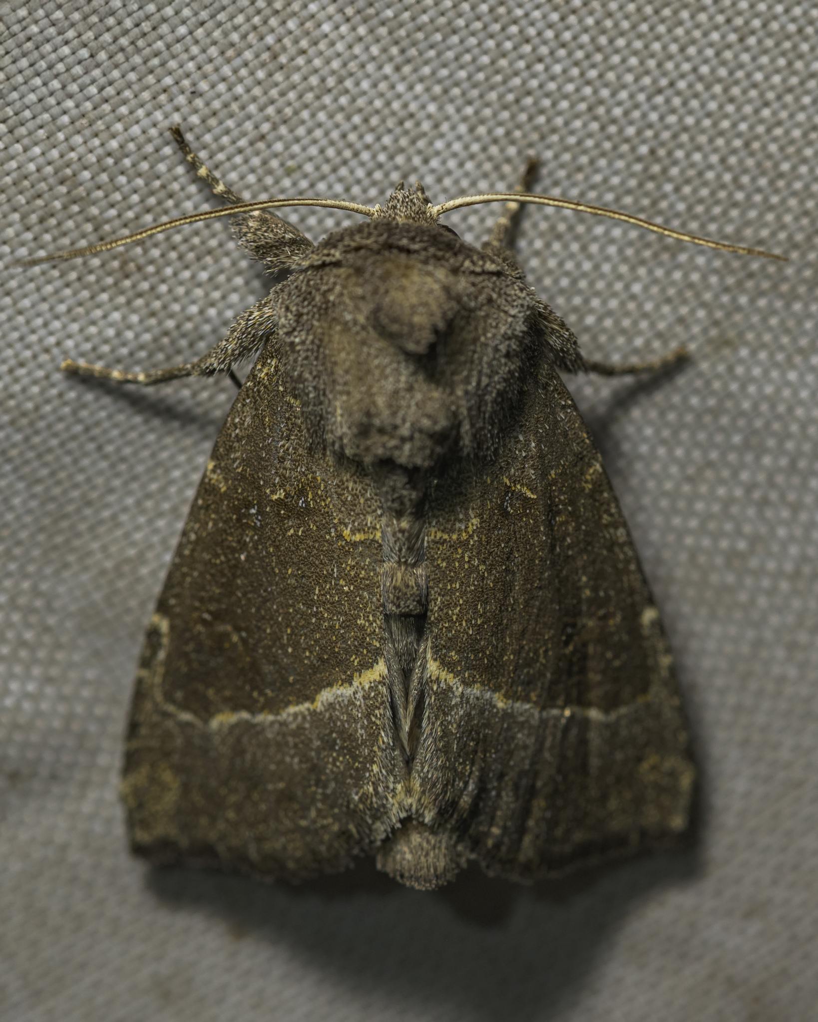 Papaipema nebris