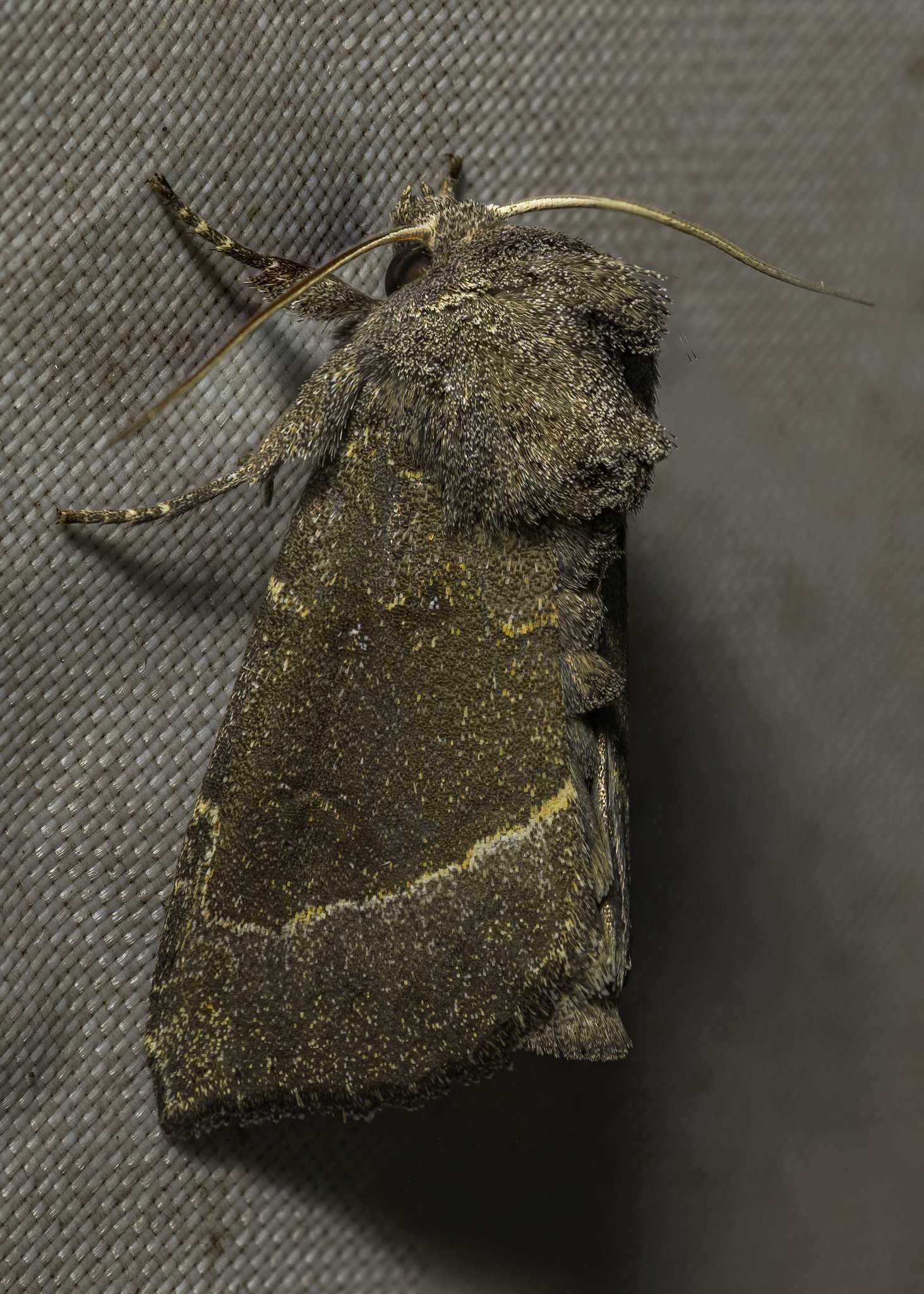 Papaipema nebris