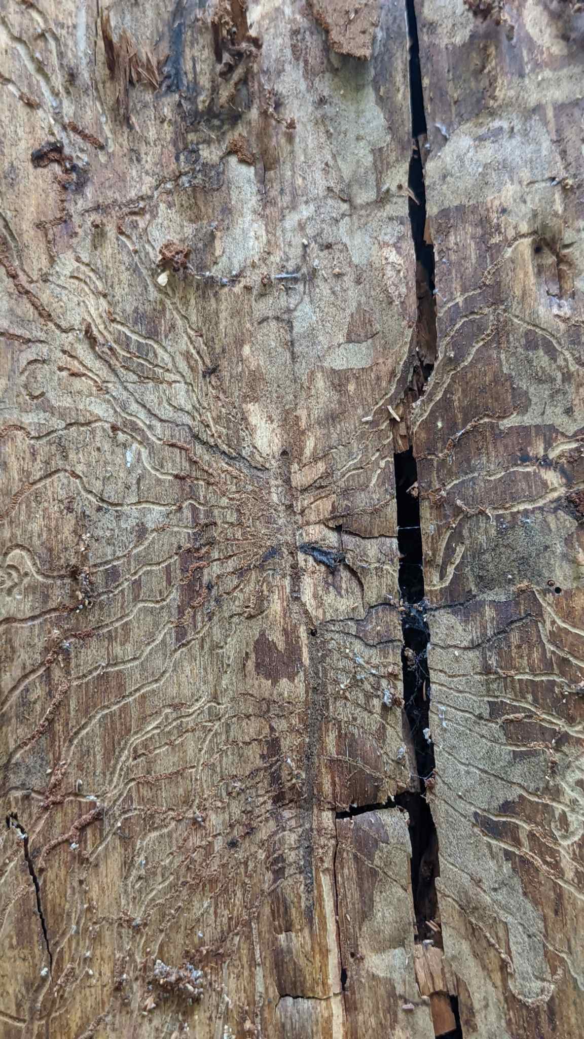 Dendroctonus pseudotsugae