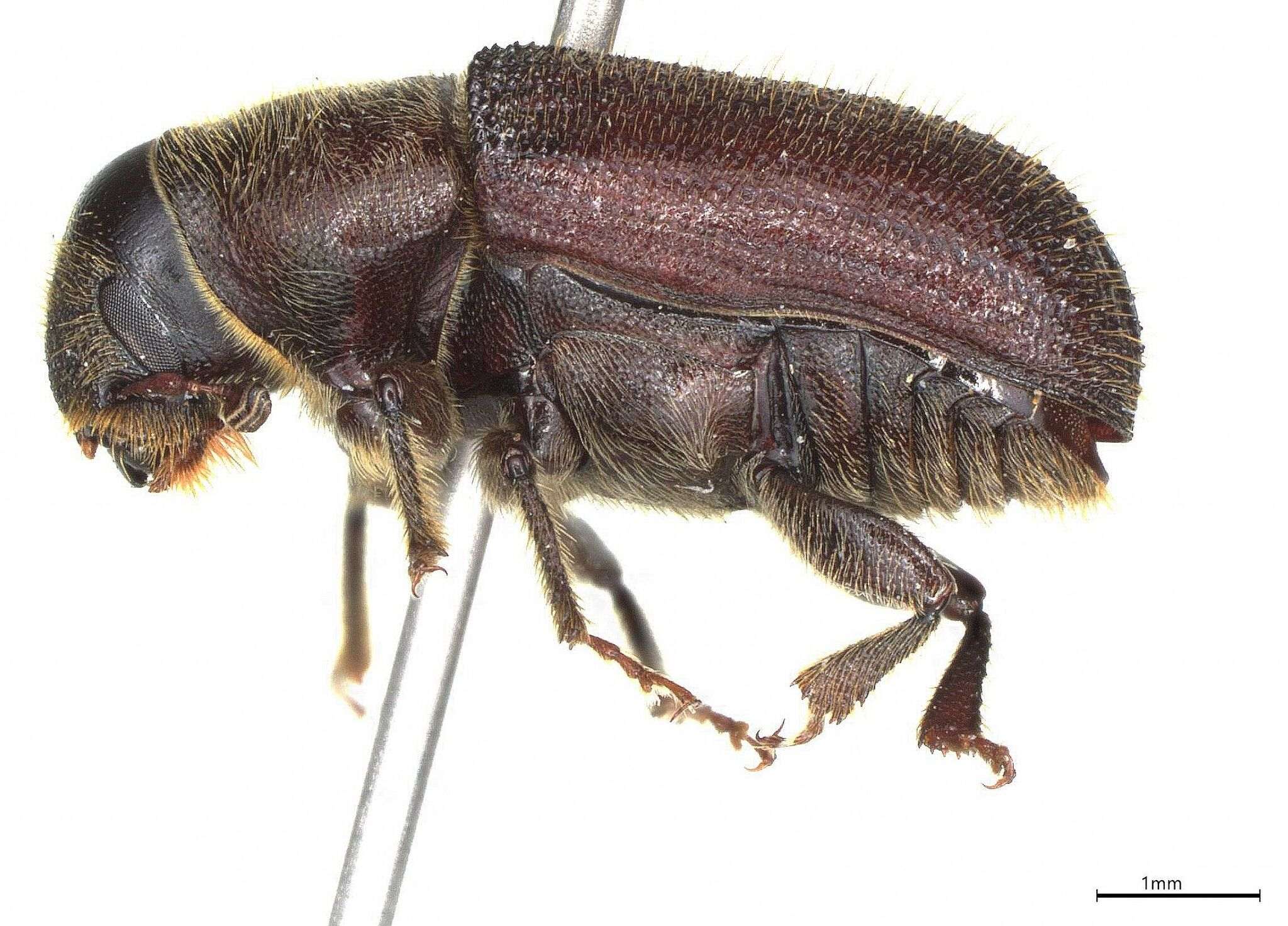 Dendroctonus pseudotsugae
