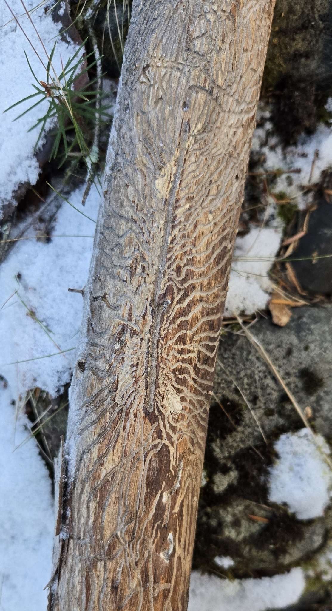 Dendroctonus pseudotsugae