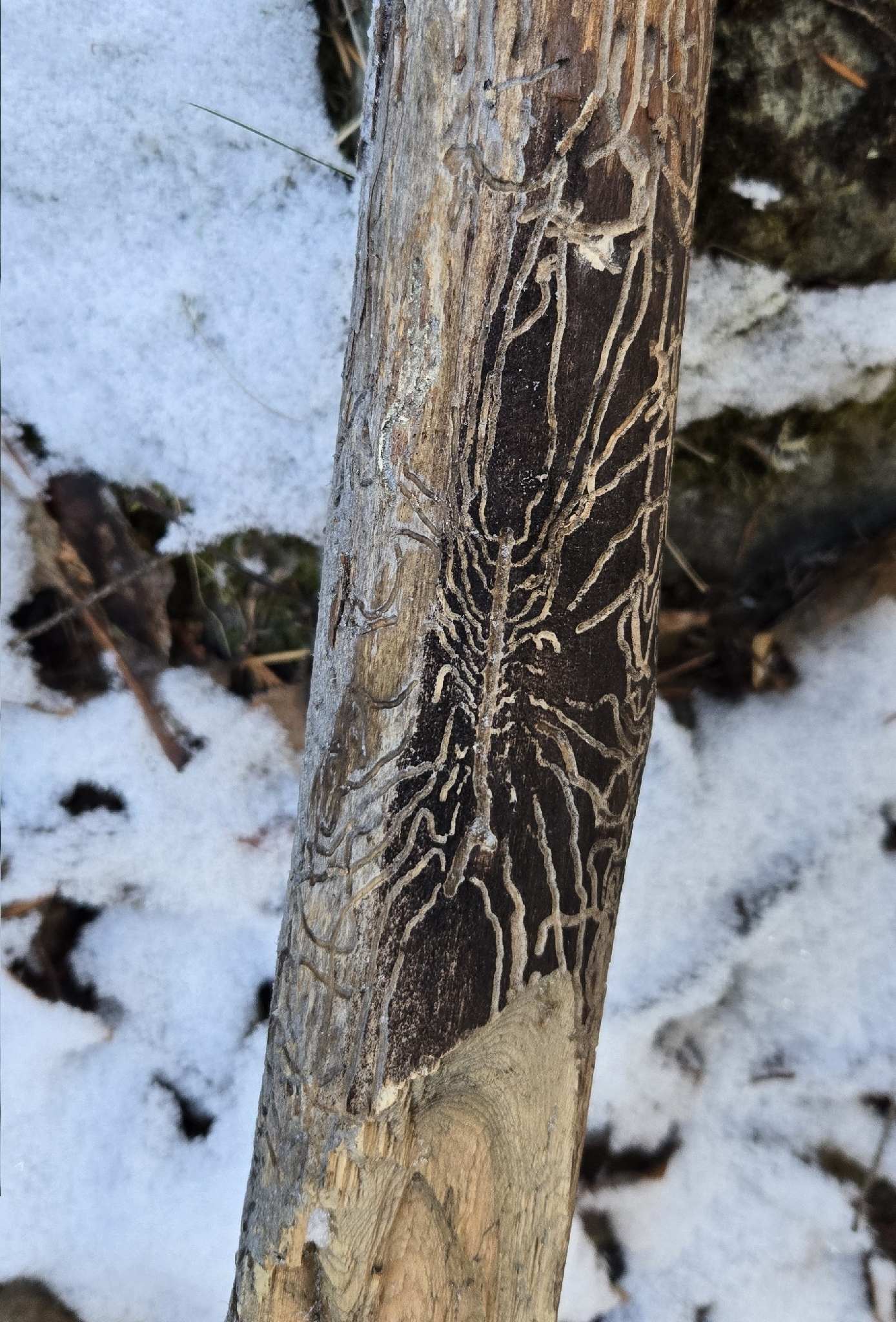 Dendroctonus pseudotsugae