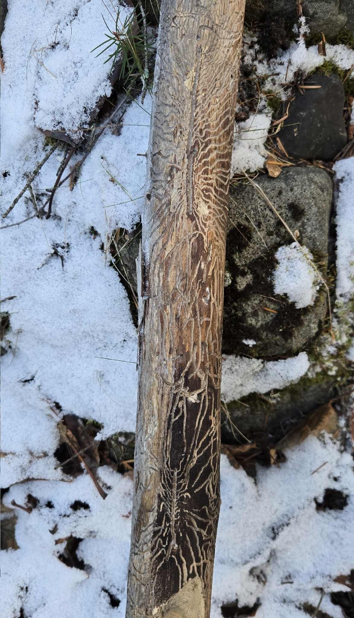 Dendroctonus pseudotsugae
