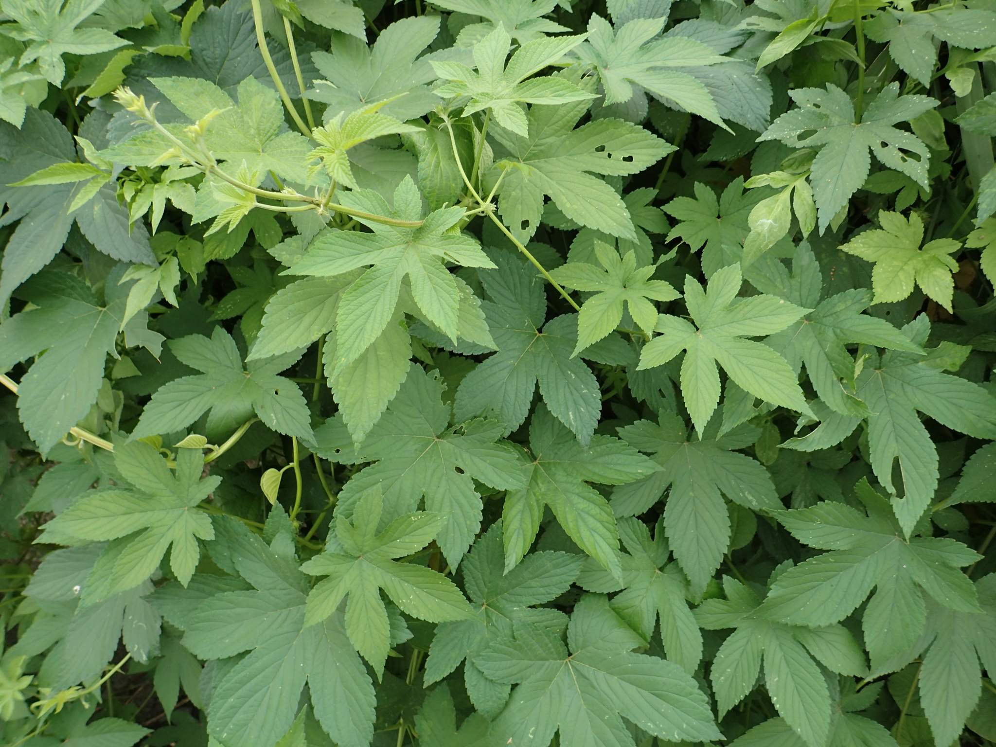 Humulus scandens