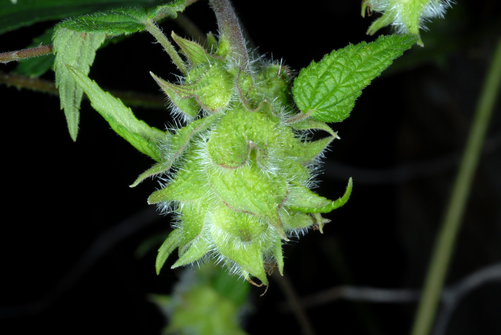 Humulus scandens