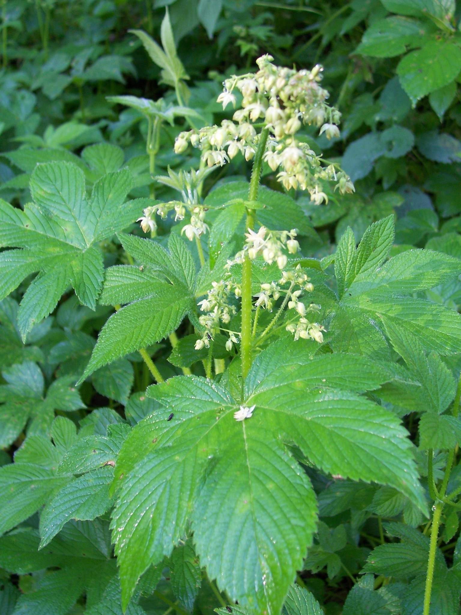 Humulus scandens