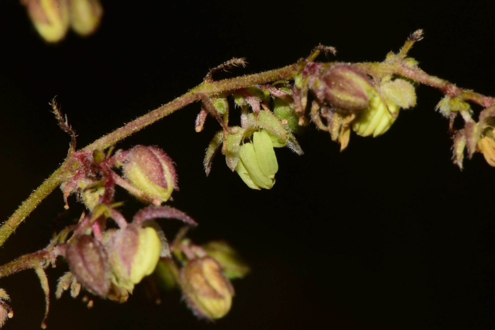Humulus scandens