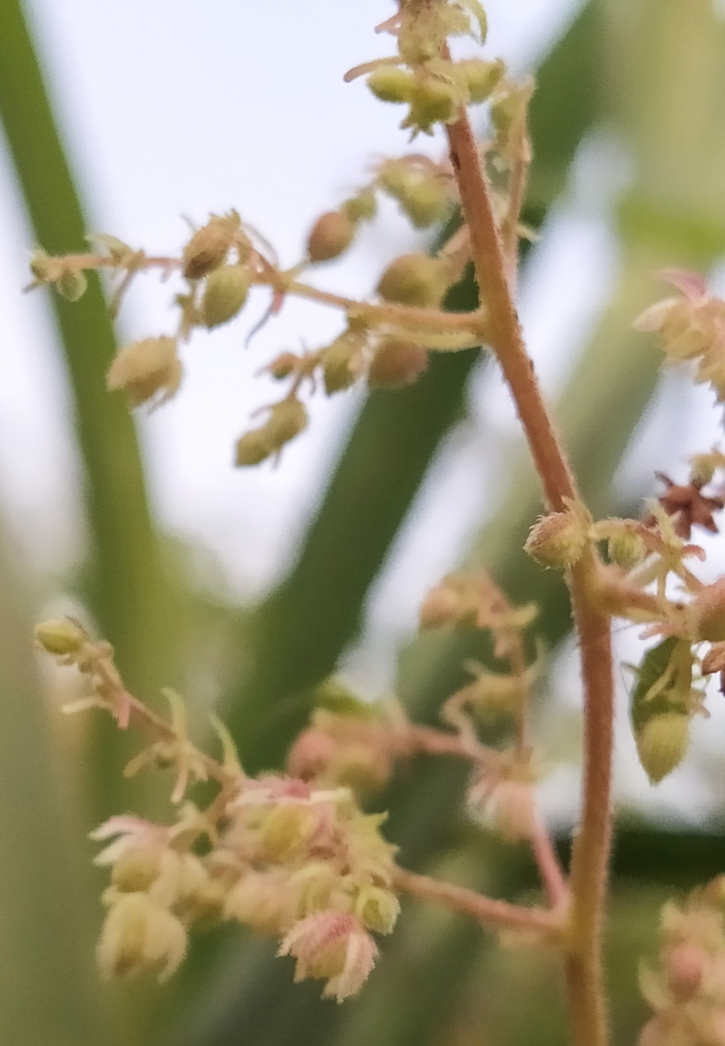 Humulus scandens