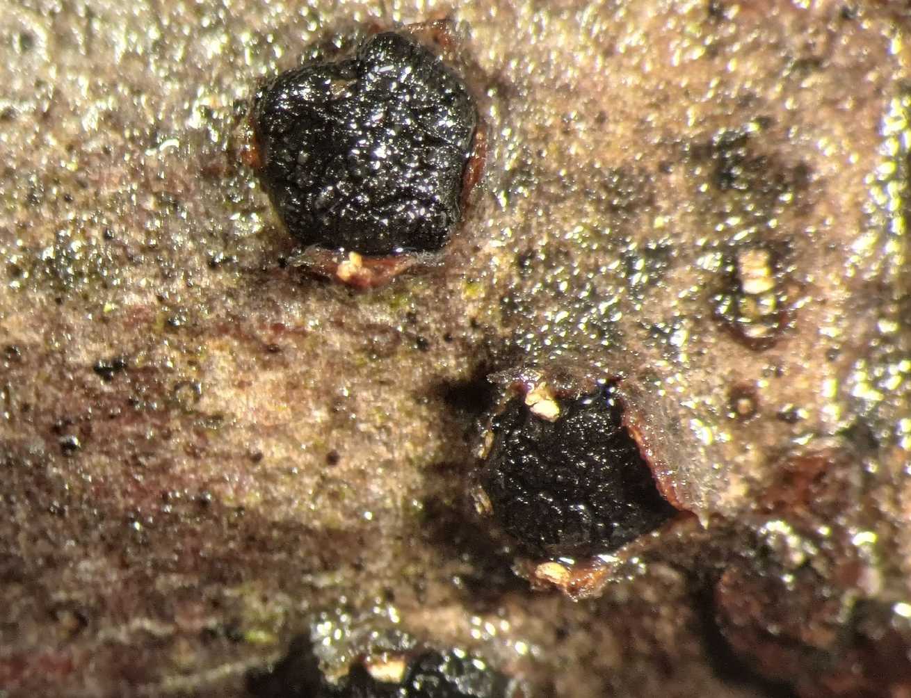 Botryosphaeria quercuum