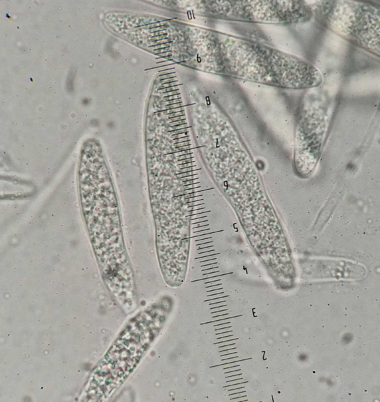 Botryosphaeria quercuum