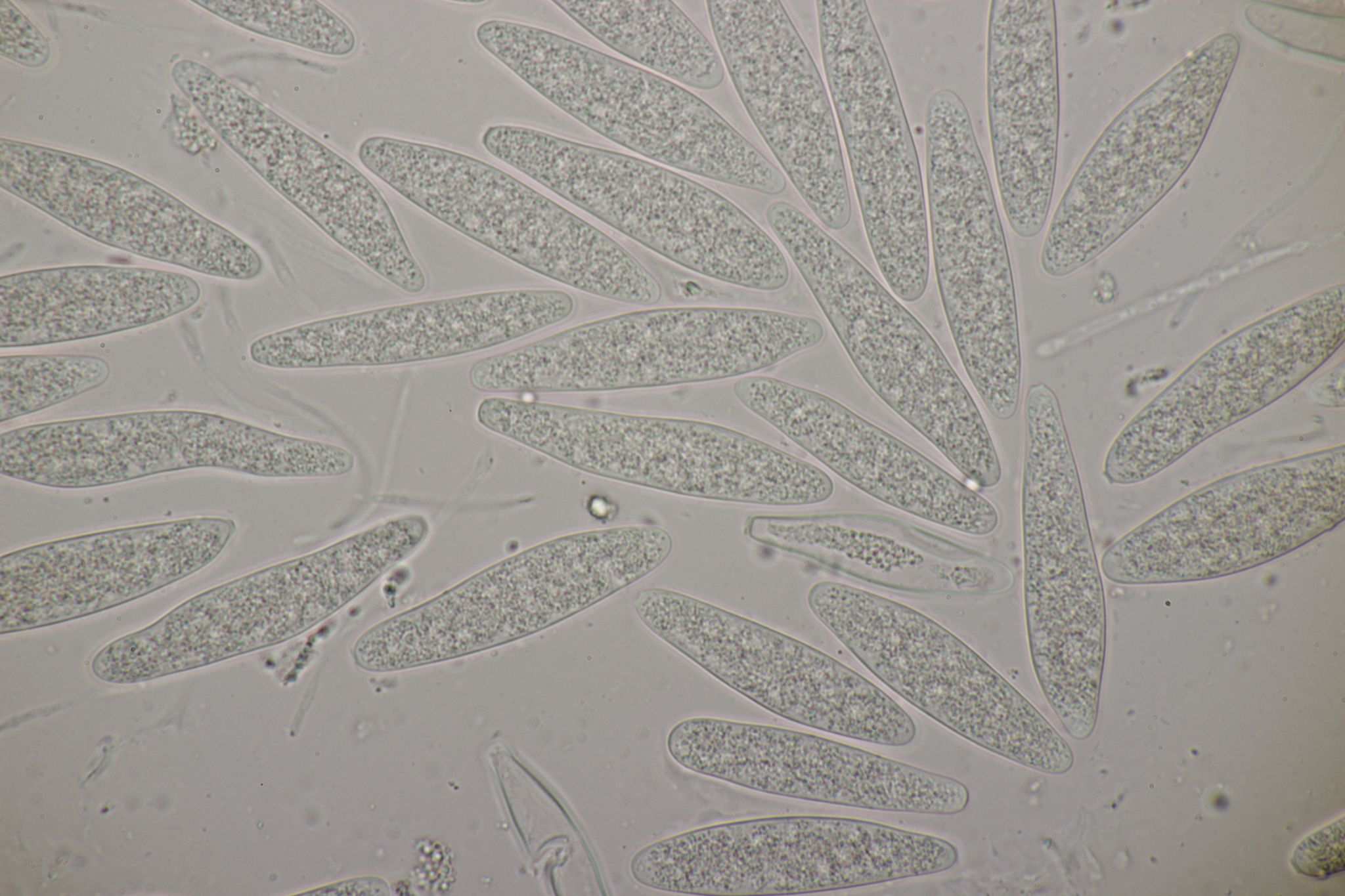 Botryosphaeria quercuum