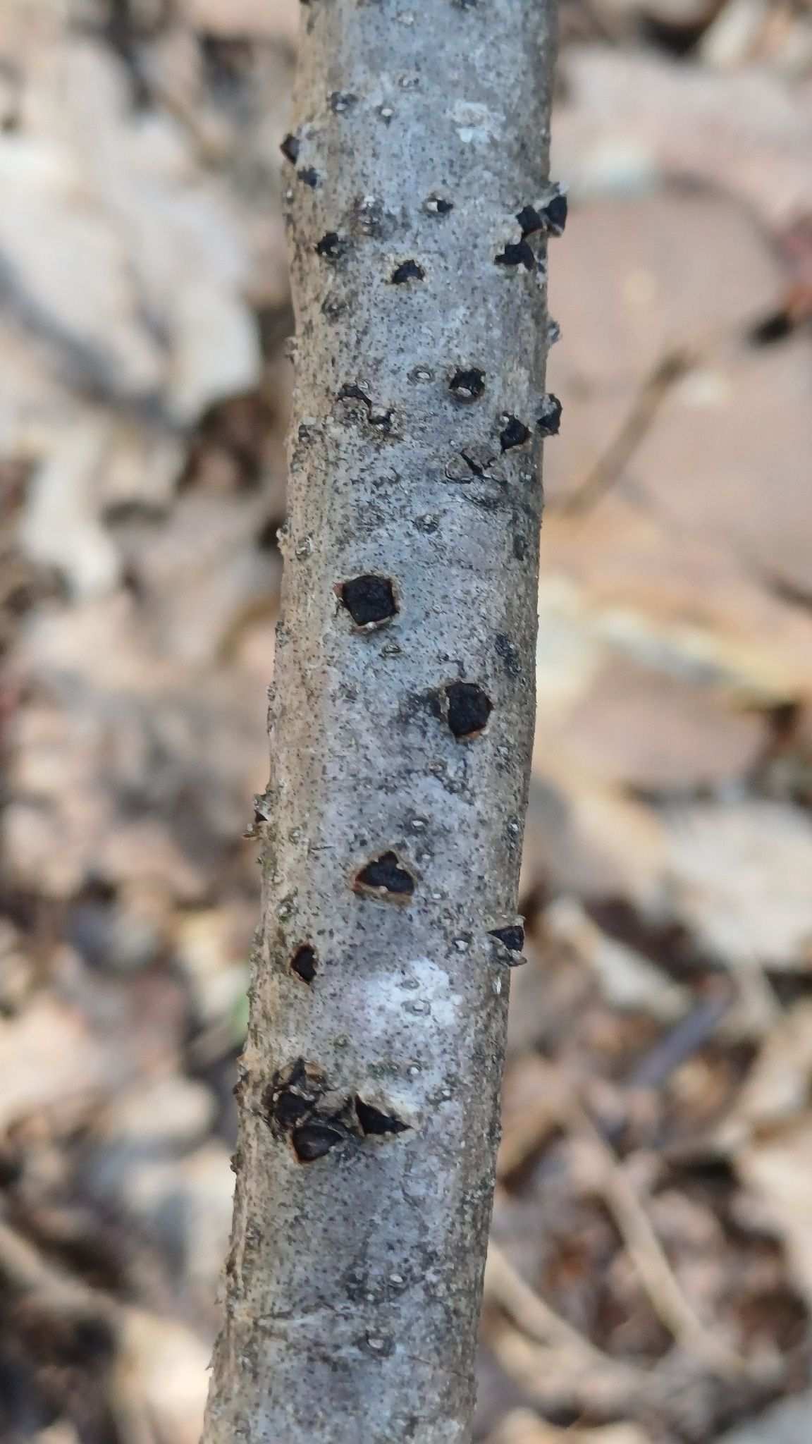 Botryosphaeria quercuum