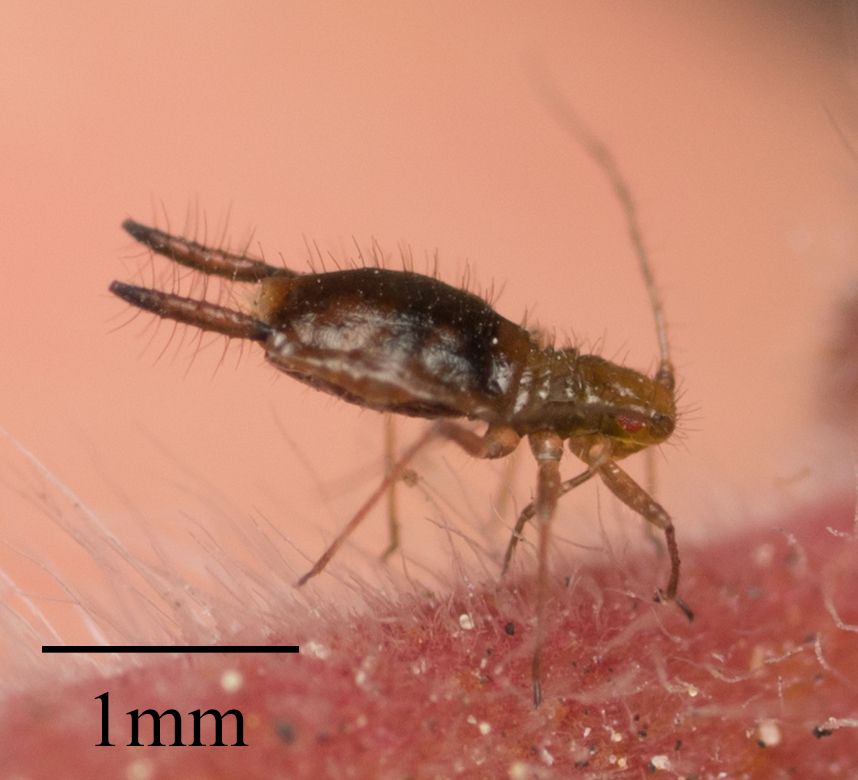 Greenidea psidii