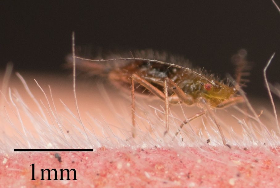 Greenidea psidii