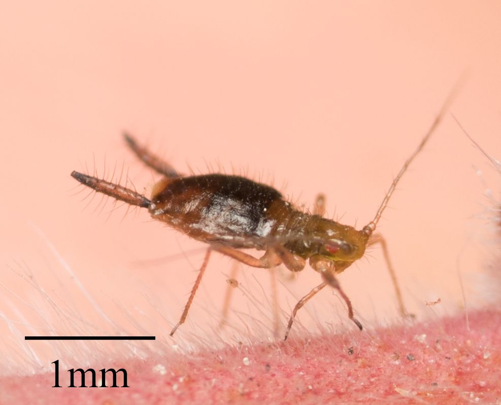 Greenidea psidii