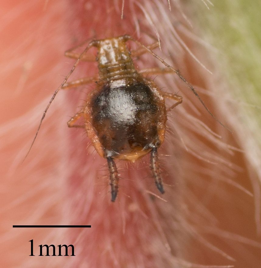 Greenidea psidii