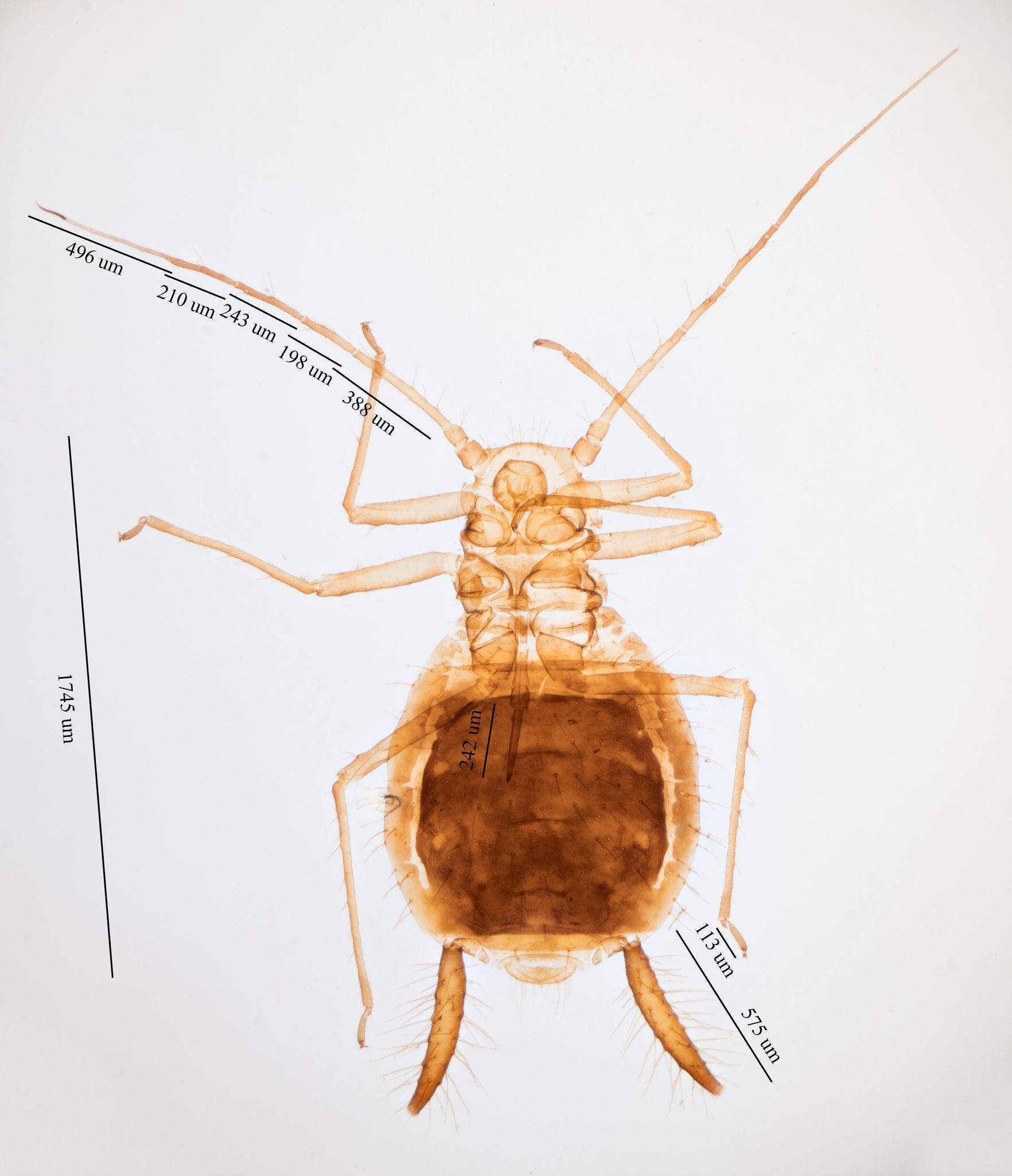 Greenidea psidii