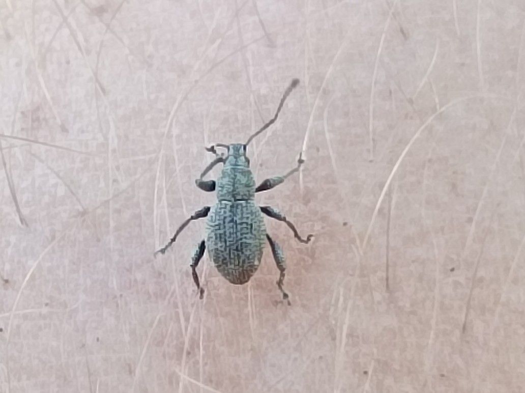 Celeuthetes