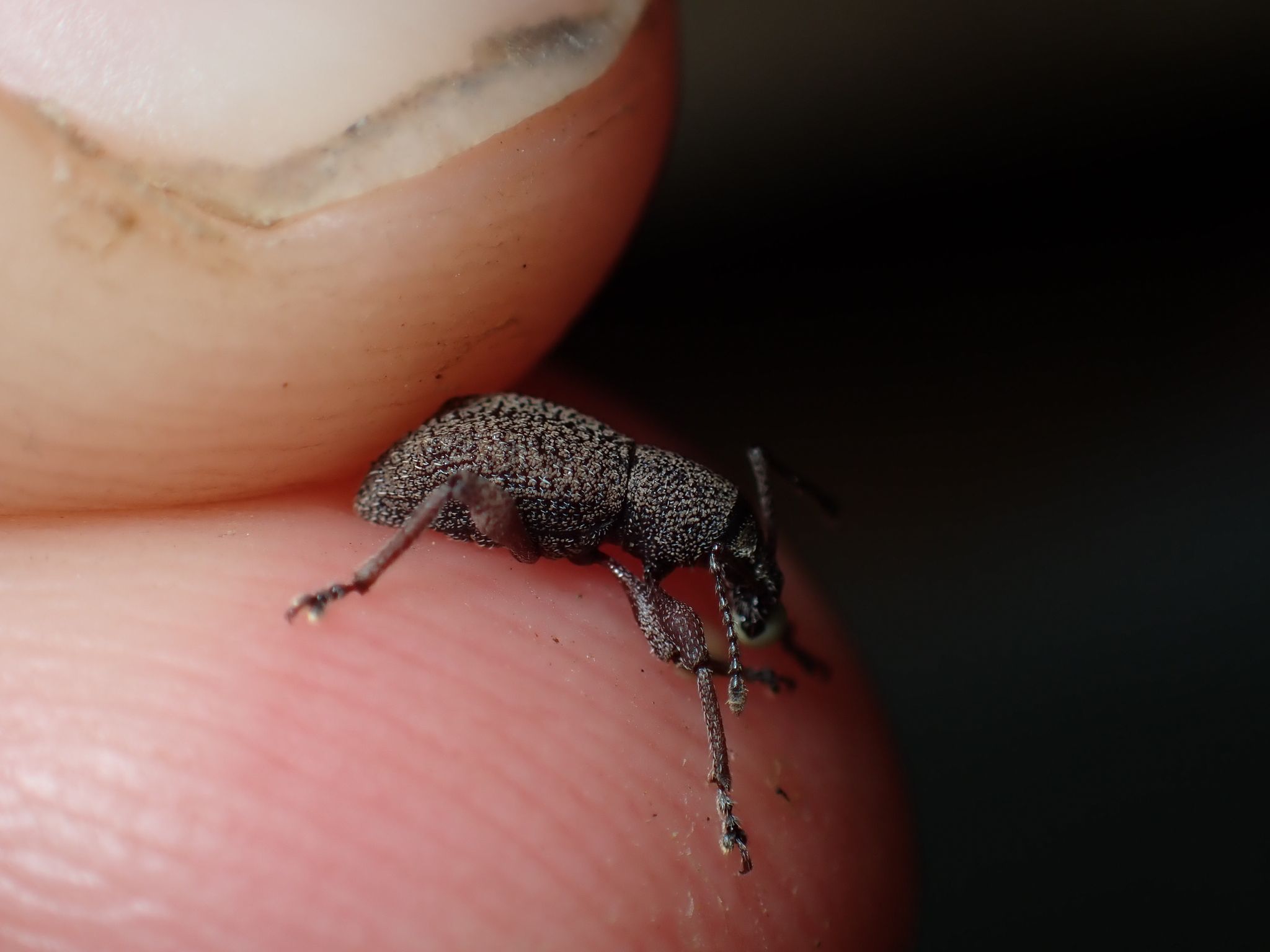 Celeuthetes