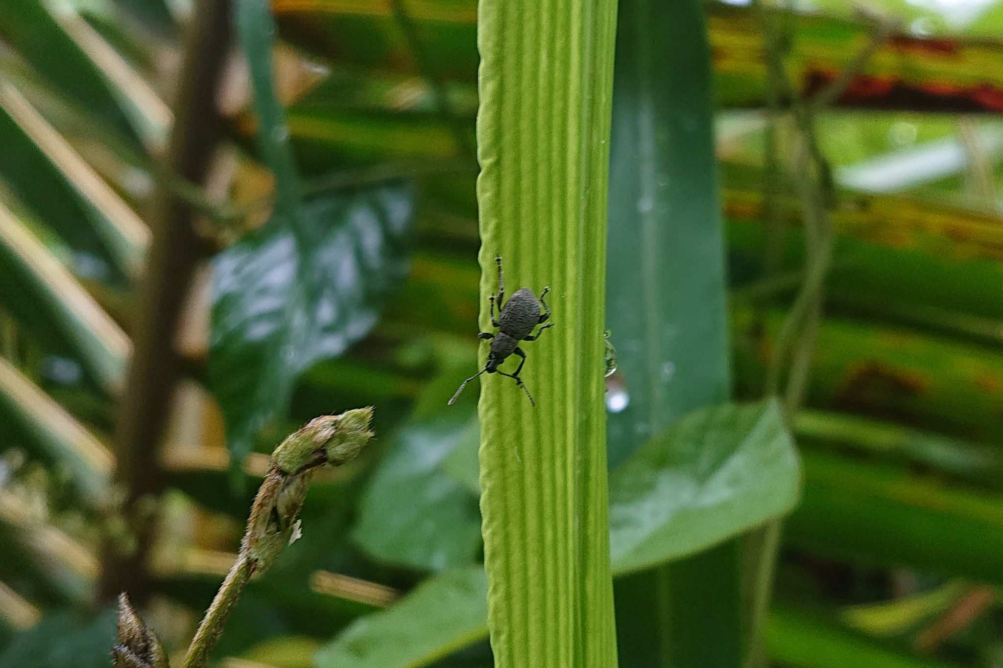 Celeuthetes
