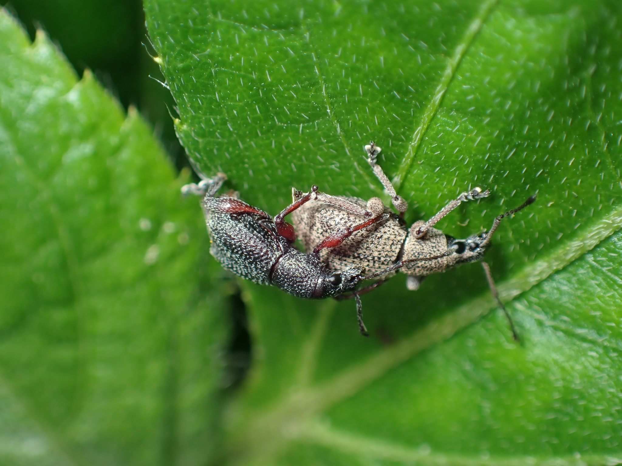 Celeuthetes