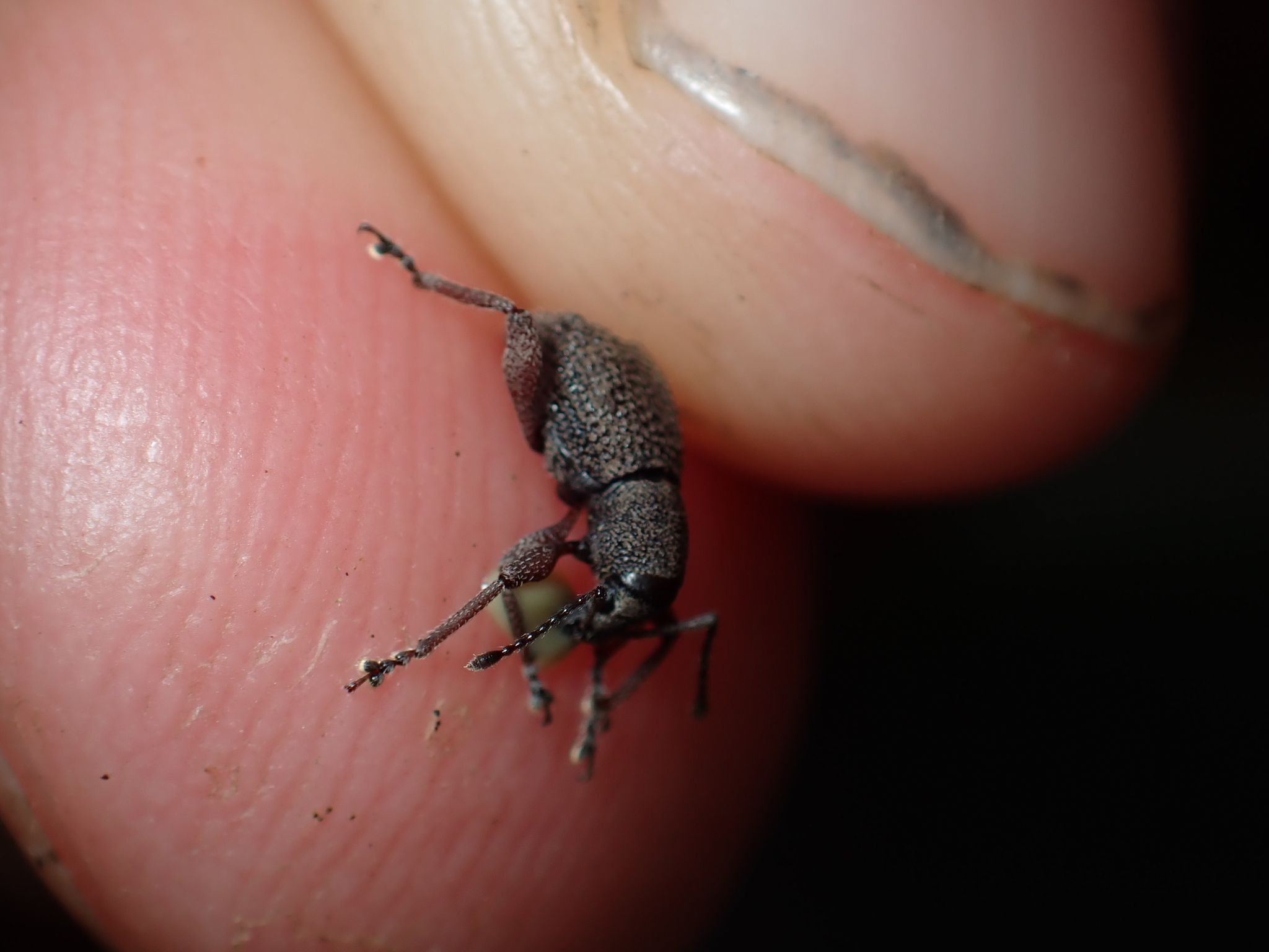 Celeuthetes
