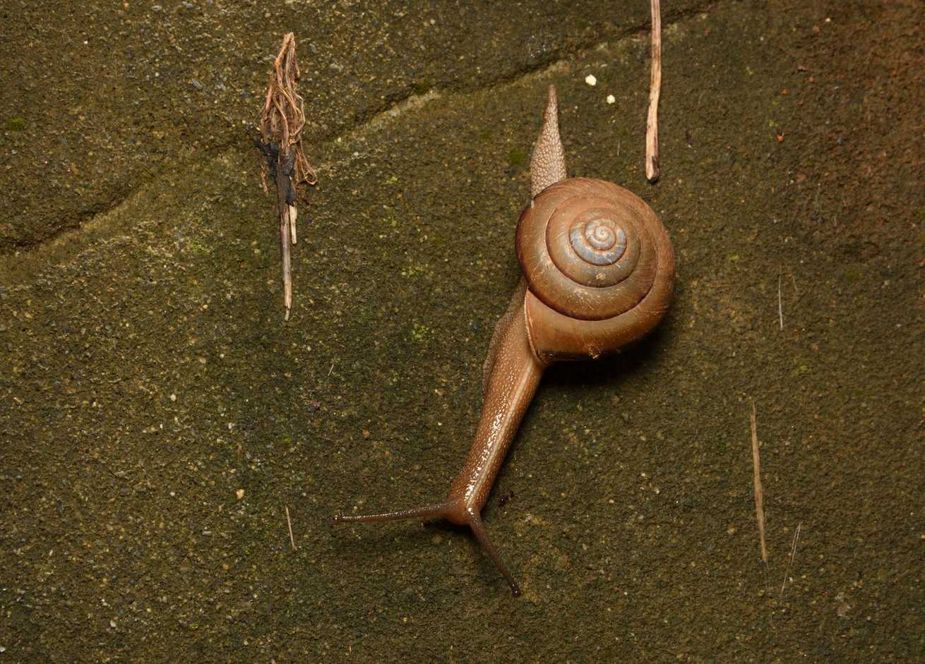 Satsuma succincta