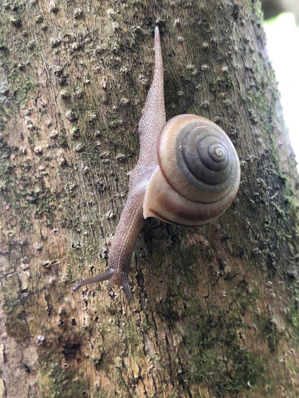 Satsuma succincta