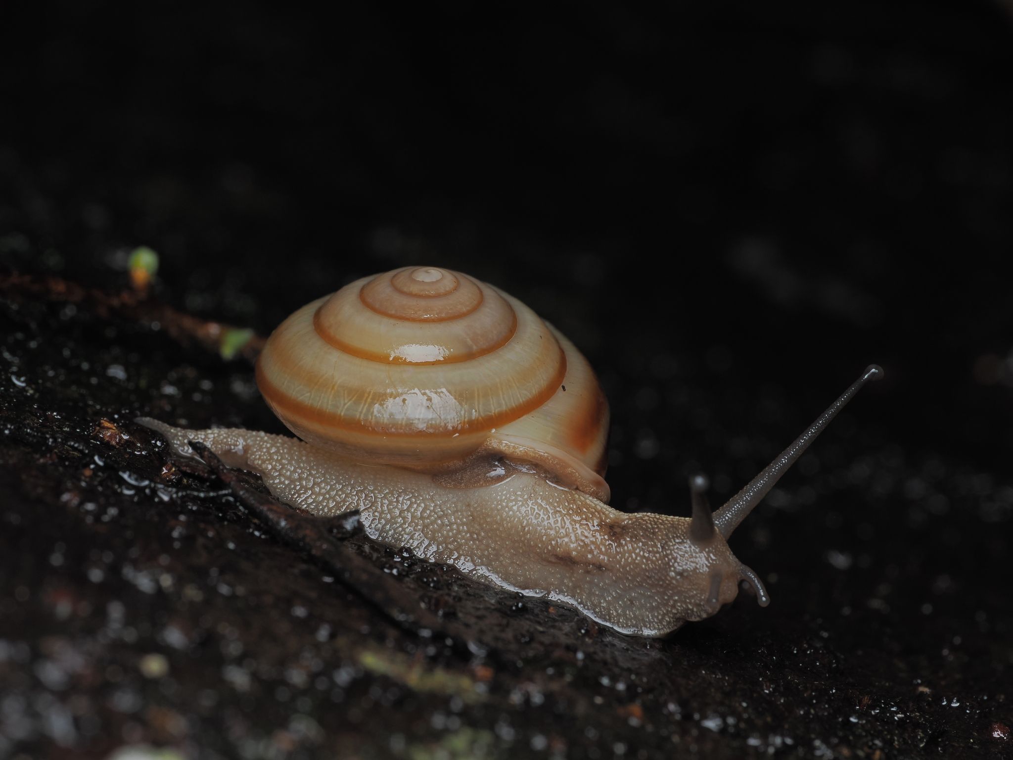 Satsuma succincta
