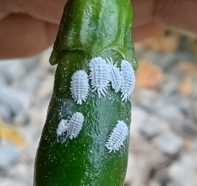 Pseudococcus calceolariae