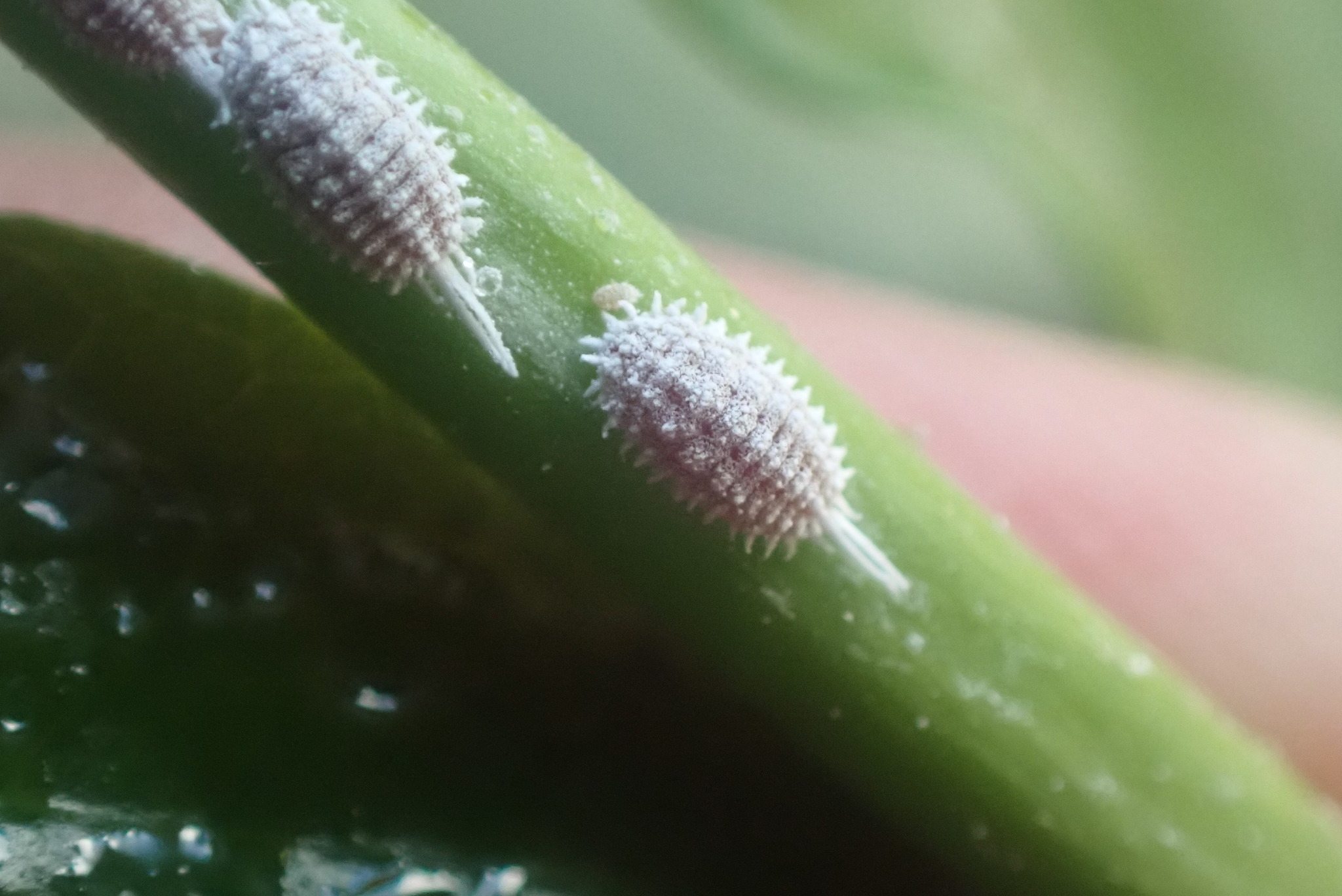 Pseudococcus calceolariae