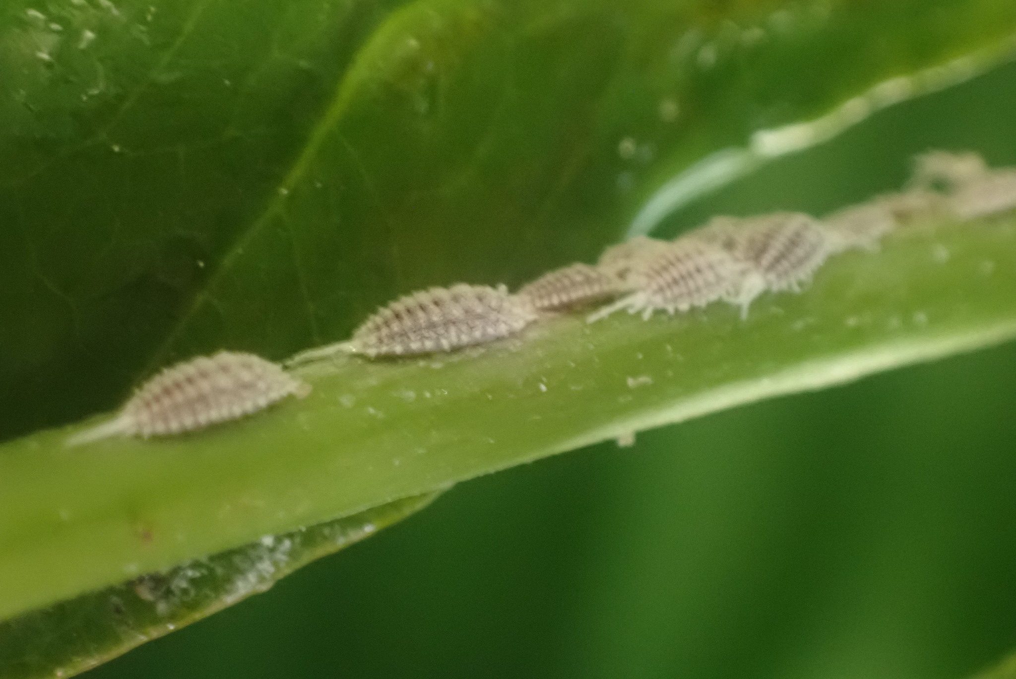 Pseudococcus calceolariae