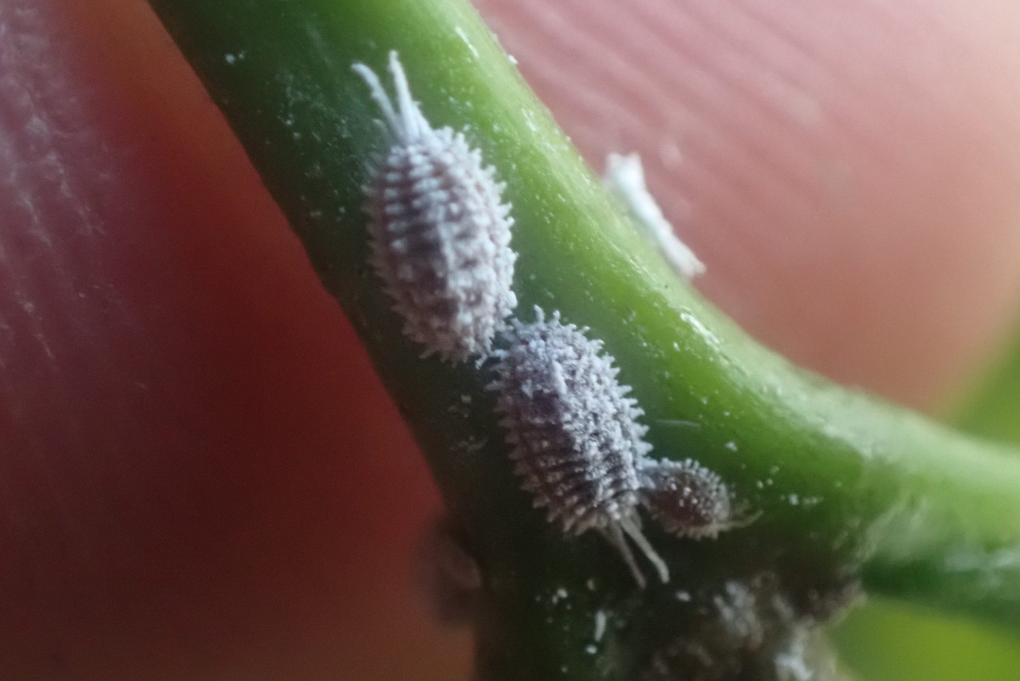 Pseudococcus calceolariae