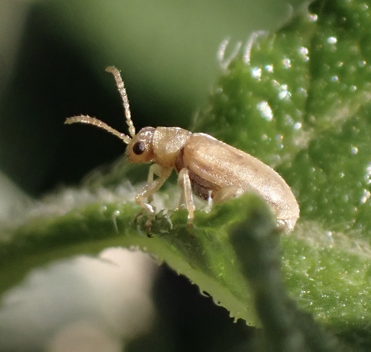 Monoxia