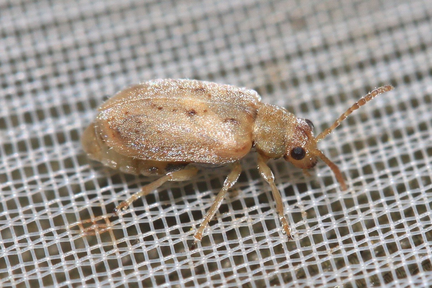 Monoxia