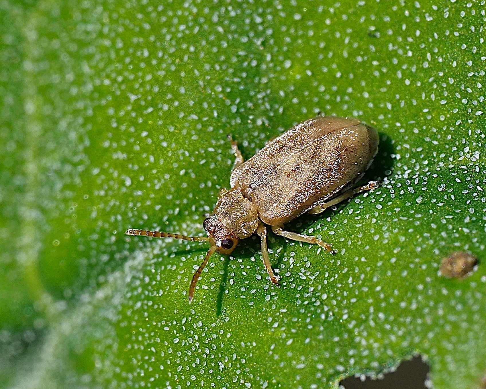 Monoxia