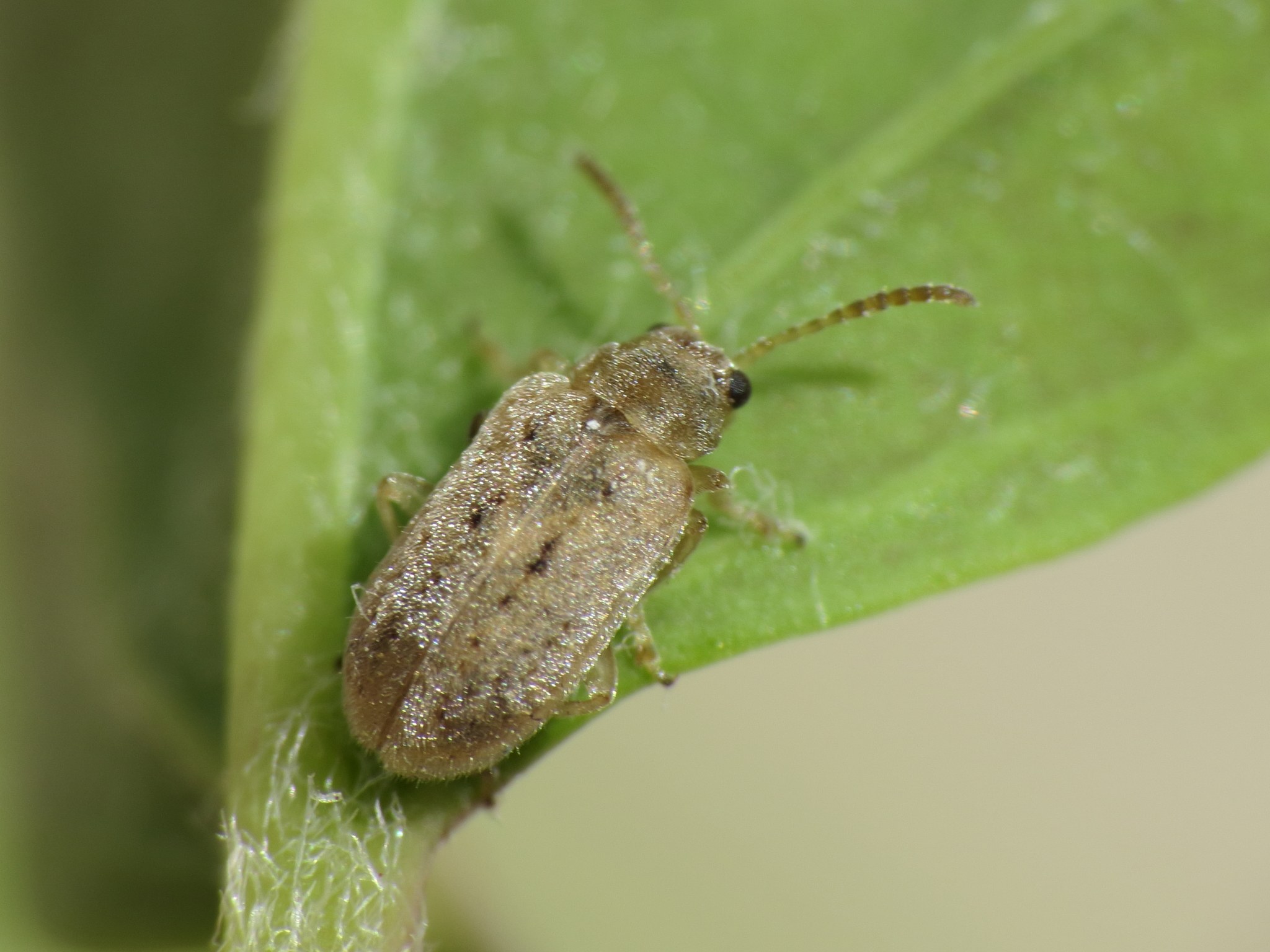 Monoxia