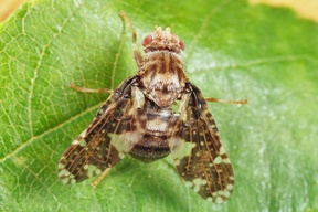 Eurosta solidaginis